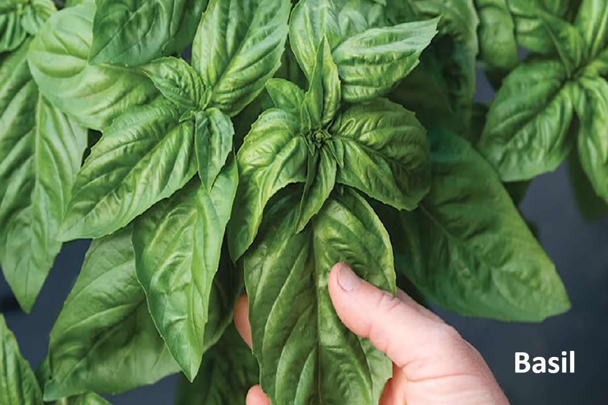 Basil: Antibacterial Compounds and How to Use Fresh Leaves