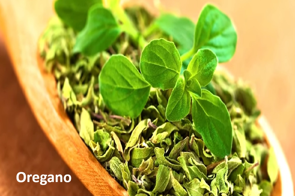 Oregano: Antimicrobial Compounds and Cooking Uses