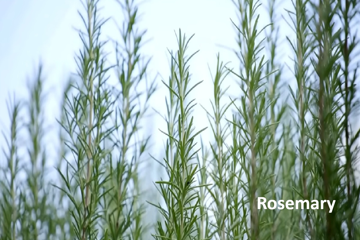 Rosemary: Memory, Antioxidants, and Cooking Uses