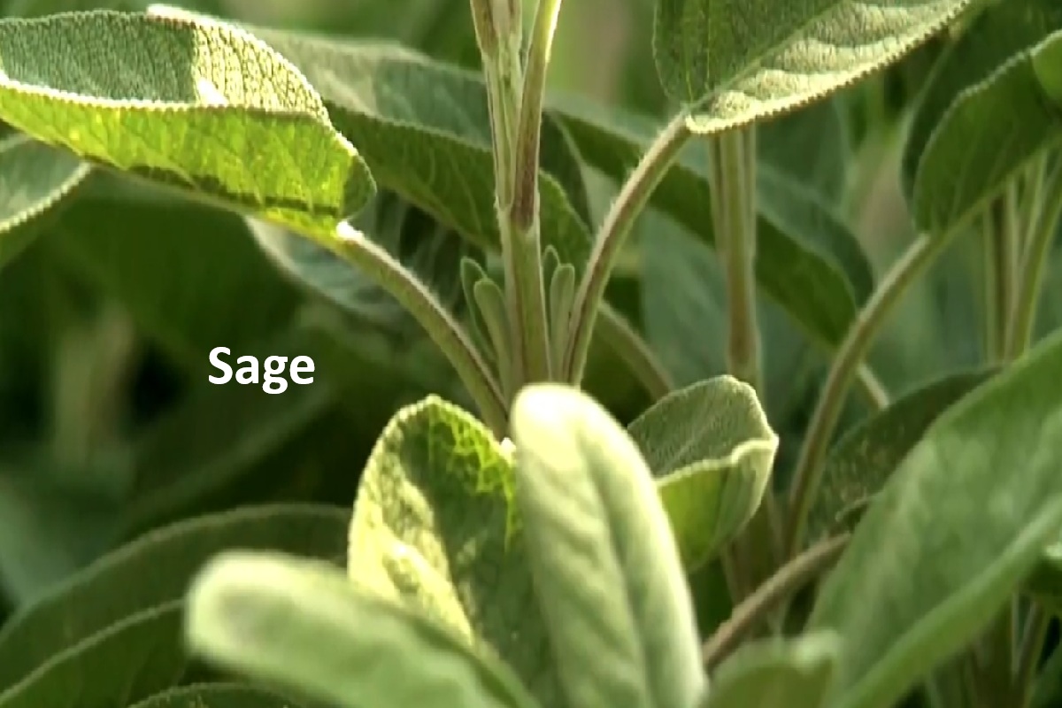 Sage: Cognitive Function and Sore Throat Research