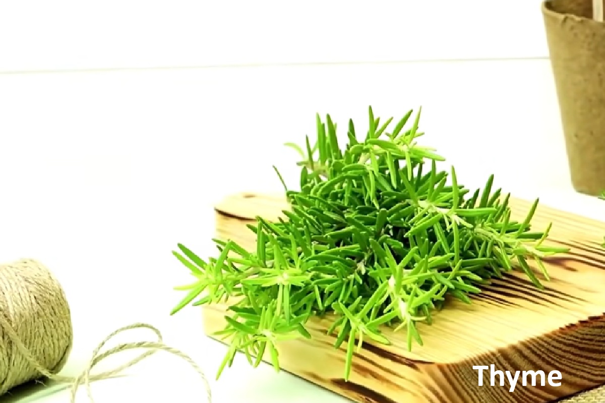 Thyme: Antimicrobial Compound Thymol and Cooking Uses